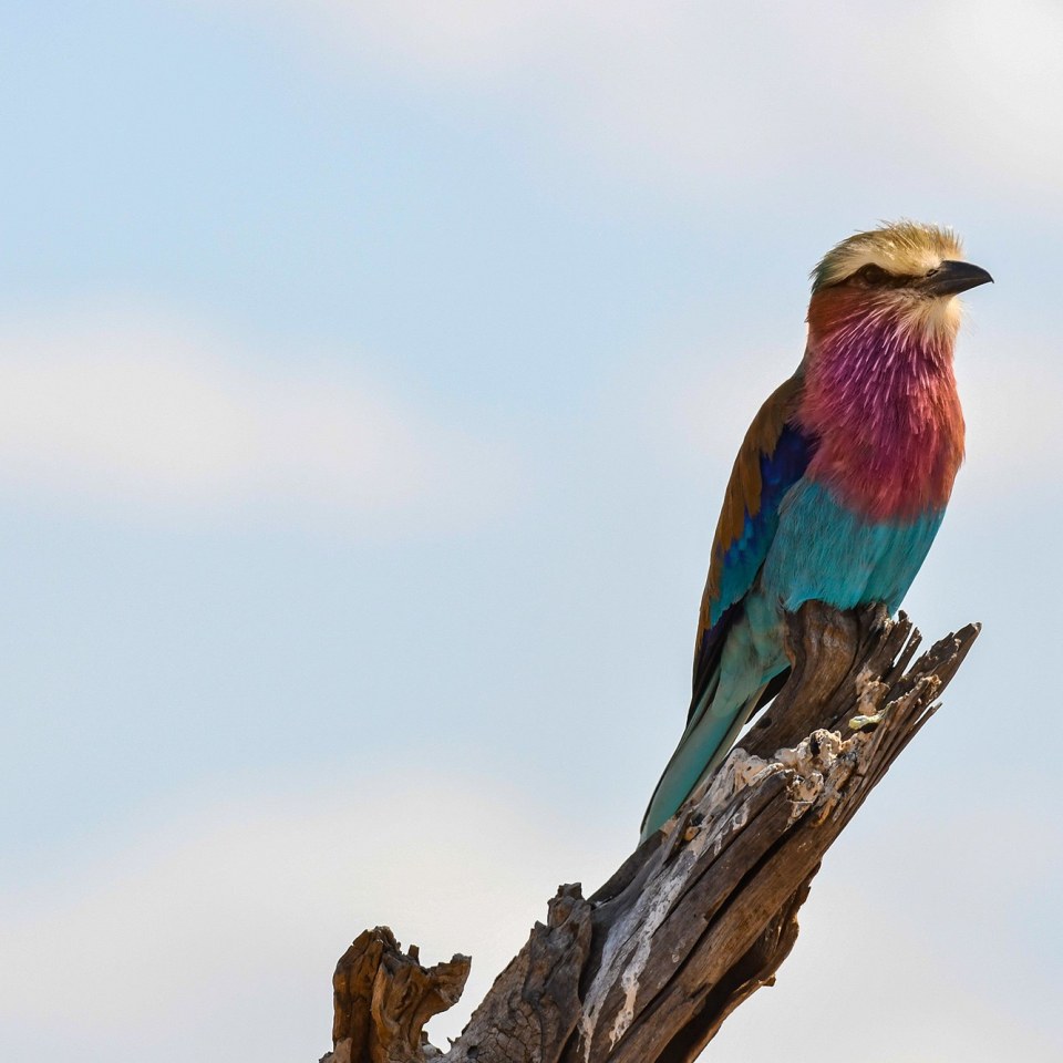 Kenias Nationalparks & Strand